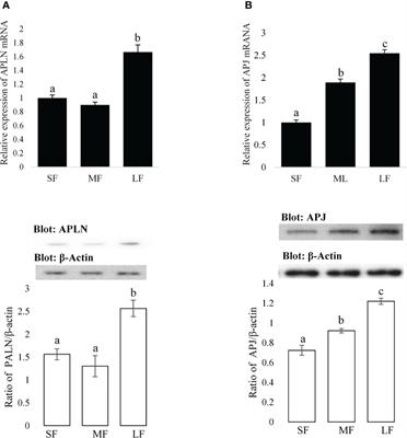 Apelin and Apelin Receptor in Follicular Granulosa Cells of Buffalo Ovaries: Expression and Regulation of Steroidogenesis